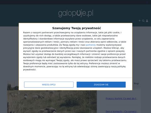 Galopuje.pl - portal o koniach